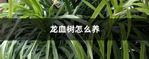 龙血树怎么养