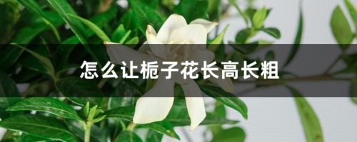 怎么让栀子花长高长粗