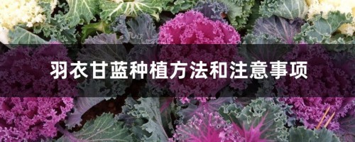 羽衣甘蓝种植方法和注意事项