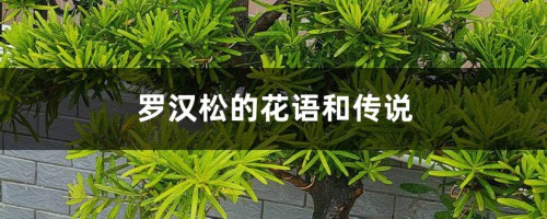 罗汉松的花语和传说