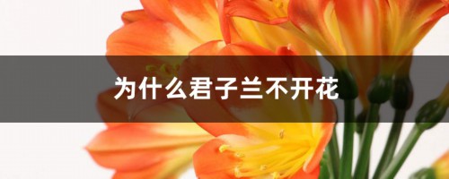 为什么君子兰不开花