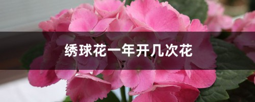 绣球花一年开几次花