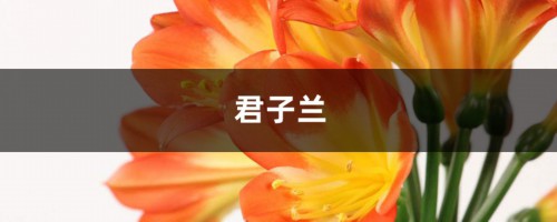 君子兰砍1刀，10天冒出6个芽，变成群兰盆都塞不下！