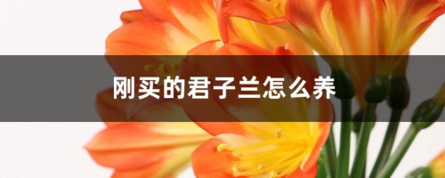 刚买的君子兰怎么养