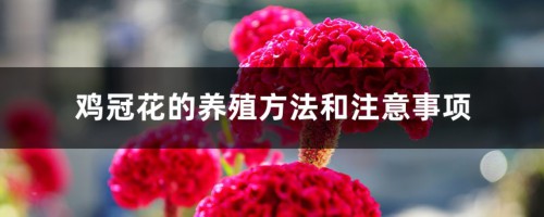 鸡冠花的养殖方法和注意事项