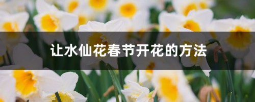 让水仙花春节开花的方法